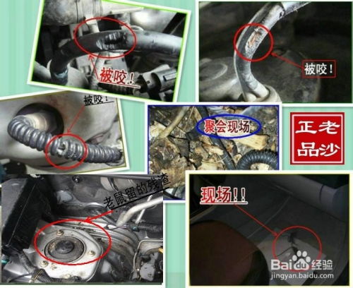 防鼠汽车多少钱